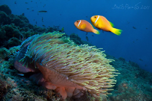 :) :)
Anemone fish / Maldives Clown
Musha Mas Mingili T... by Boris Pamikov 